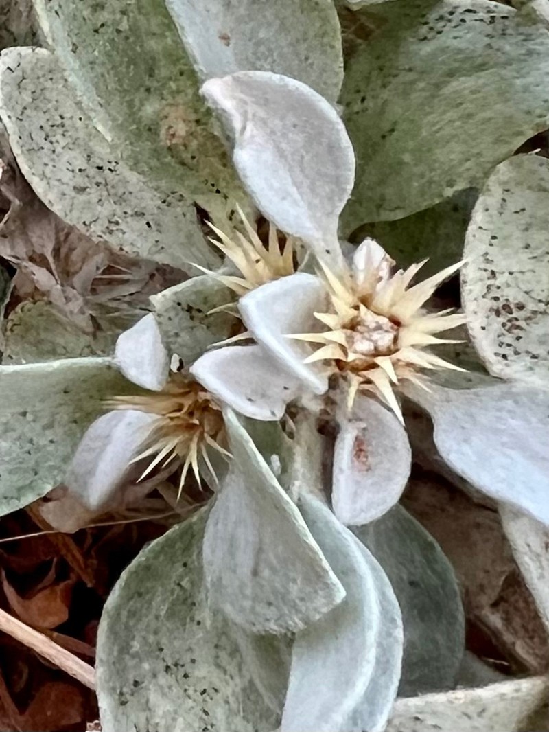Dicoma cuneneensis photo 4