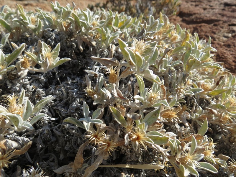 Dicoma cuneneensis photo 5