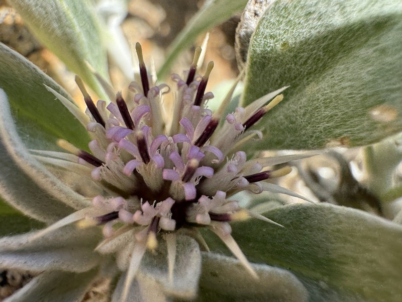 Dicoma cuneneensis photo 7