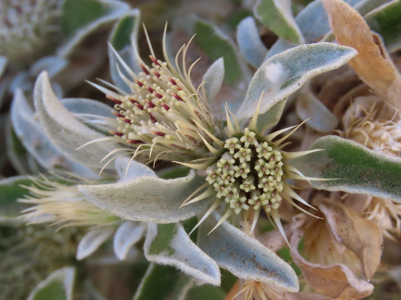 Dicoma cuneneensis photo 8