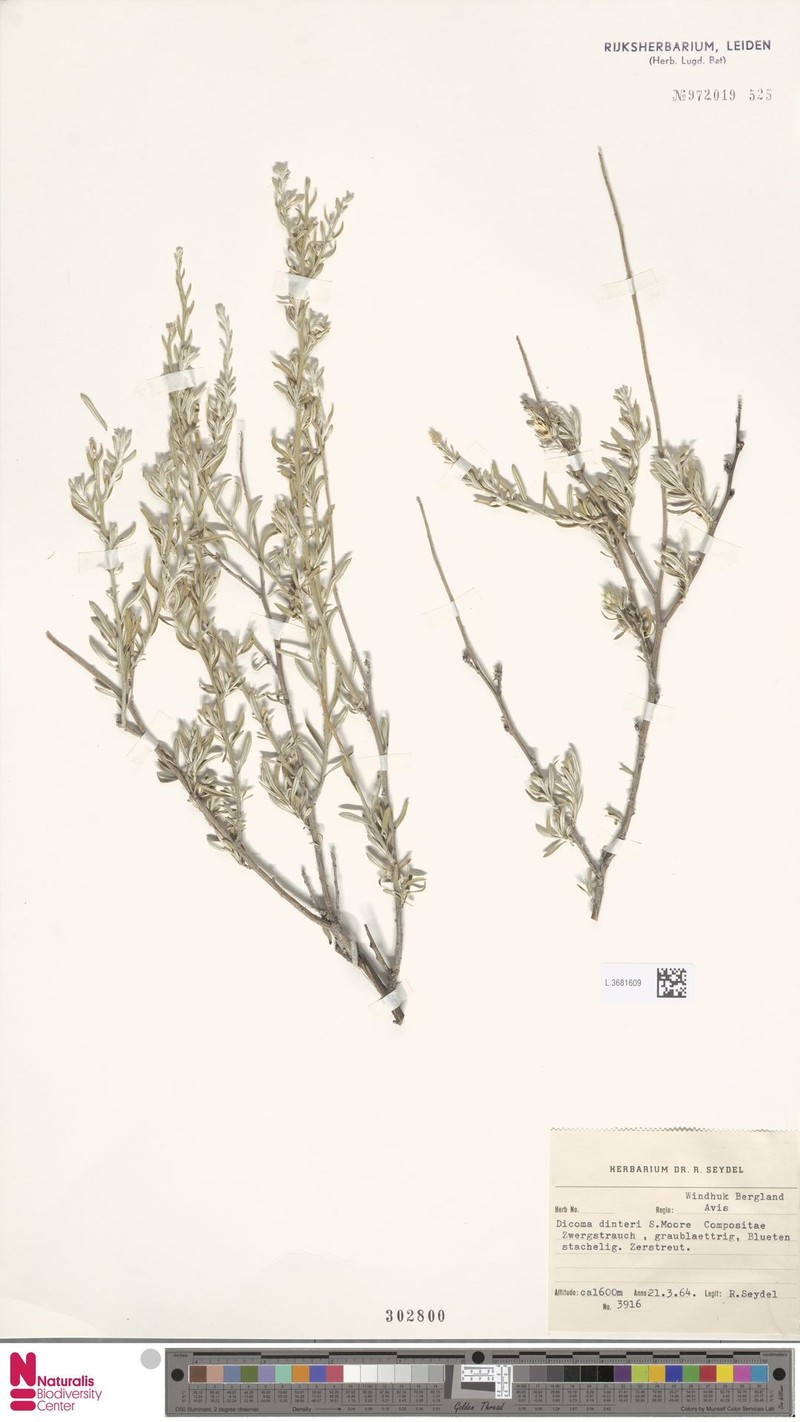 Dicoma dinteri