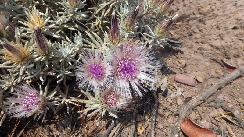 Dicoma elegans