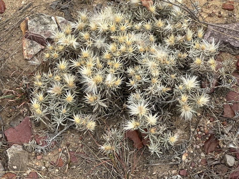 Dicoma elegans photo 2