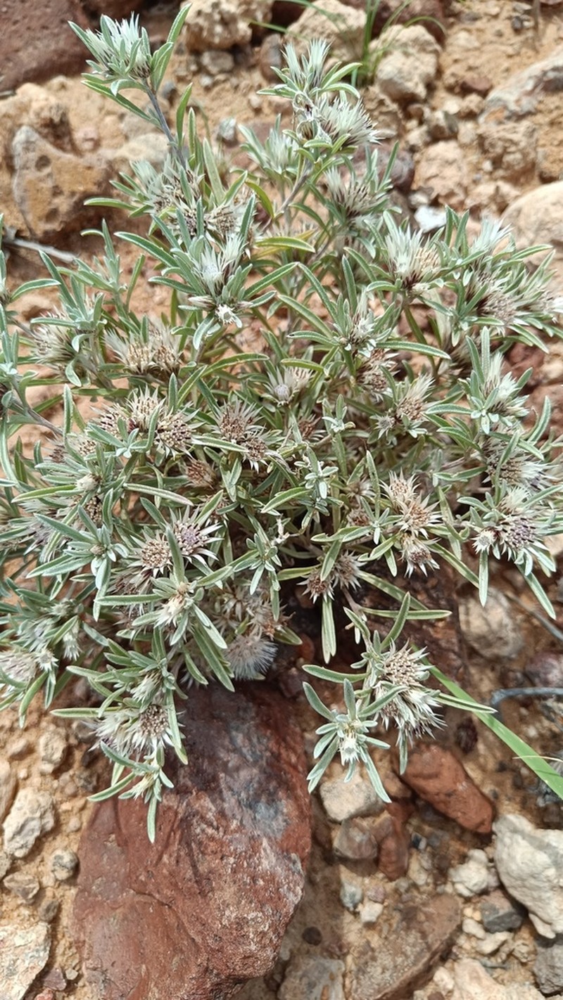 Dicoma foliosa