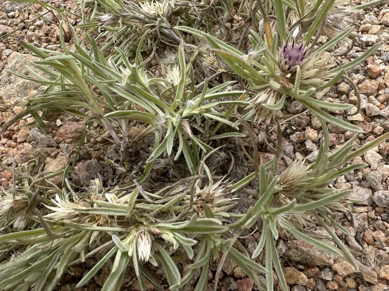 Dicoma foliosa photo 3