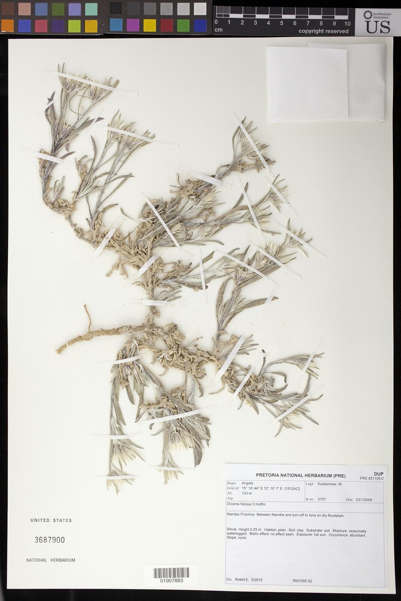 Dicoma foliosa photo 4