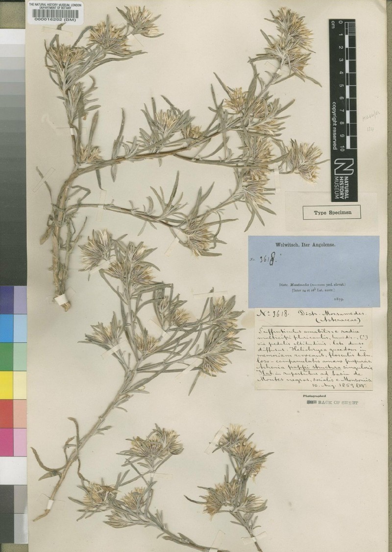 Dicoma foliosa photo 5
