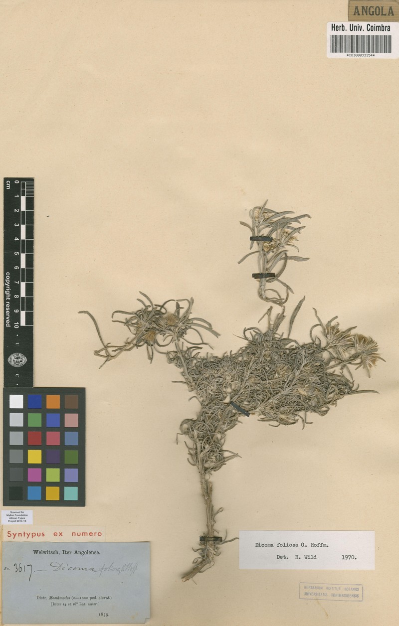 Dicoma foliosa photo 6
