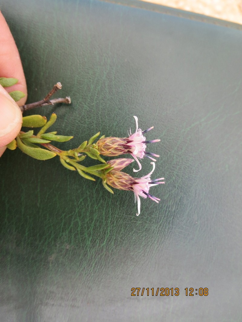 Dicoma fruticosa