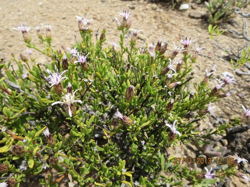 Dicoma fruticosa photo 2
