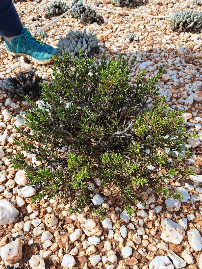 Dicoma fruticosa photo 3
