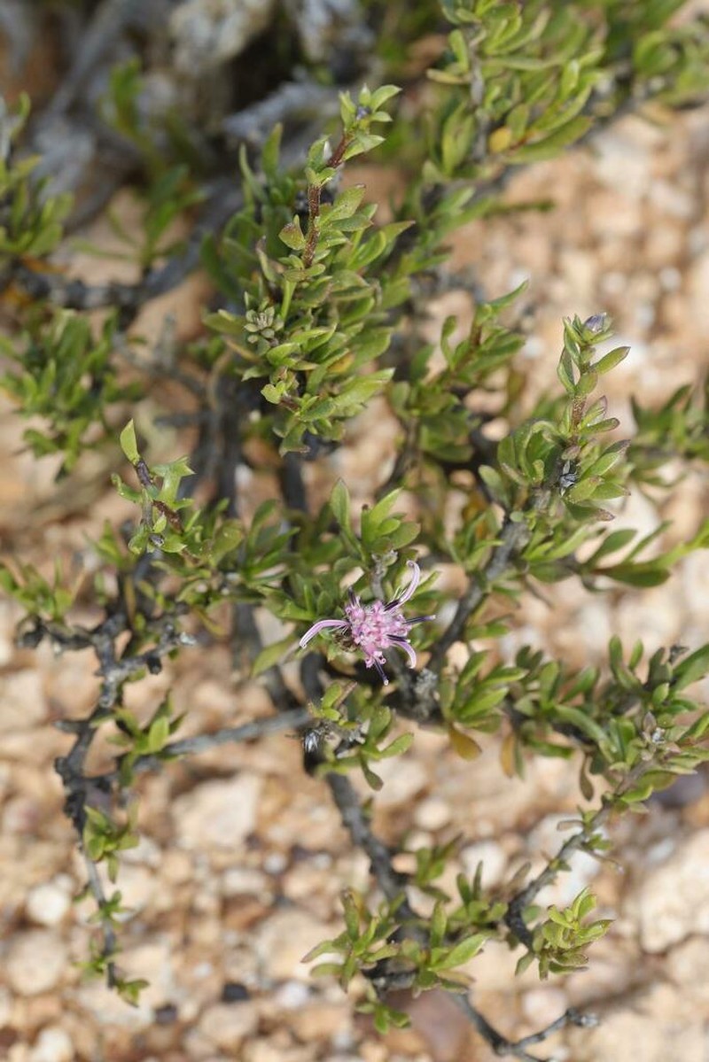 Dicoma fruticosa photo 4
