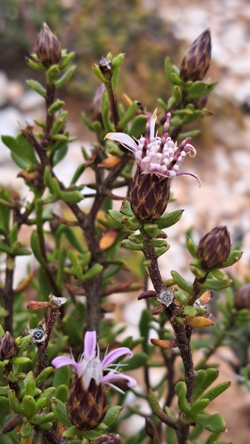 Dicoma fruticosa photo 5