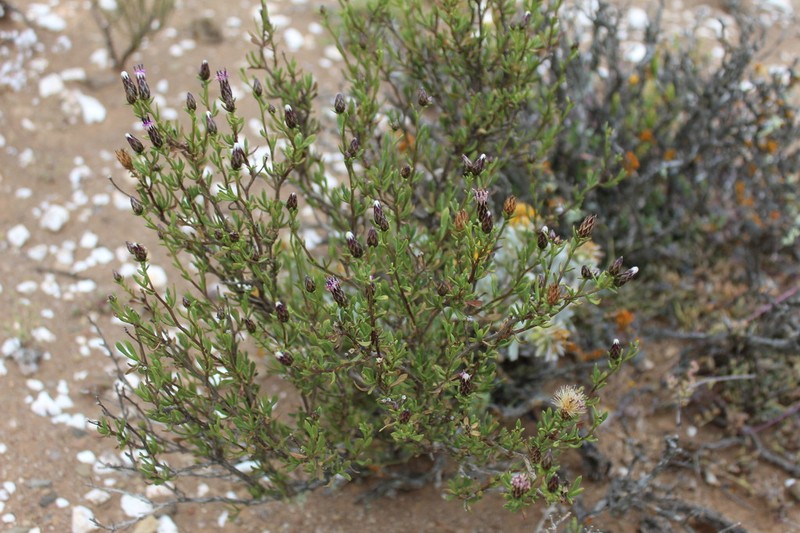 Dicoma fruticosa photo 6