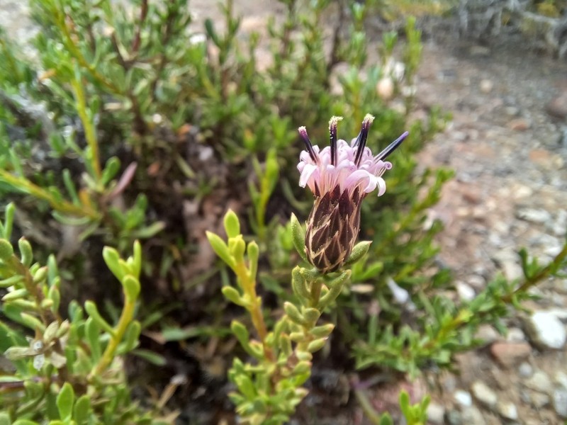 Dicoma fruticosa photo 7