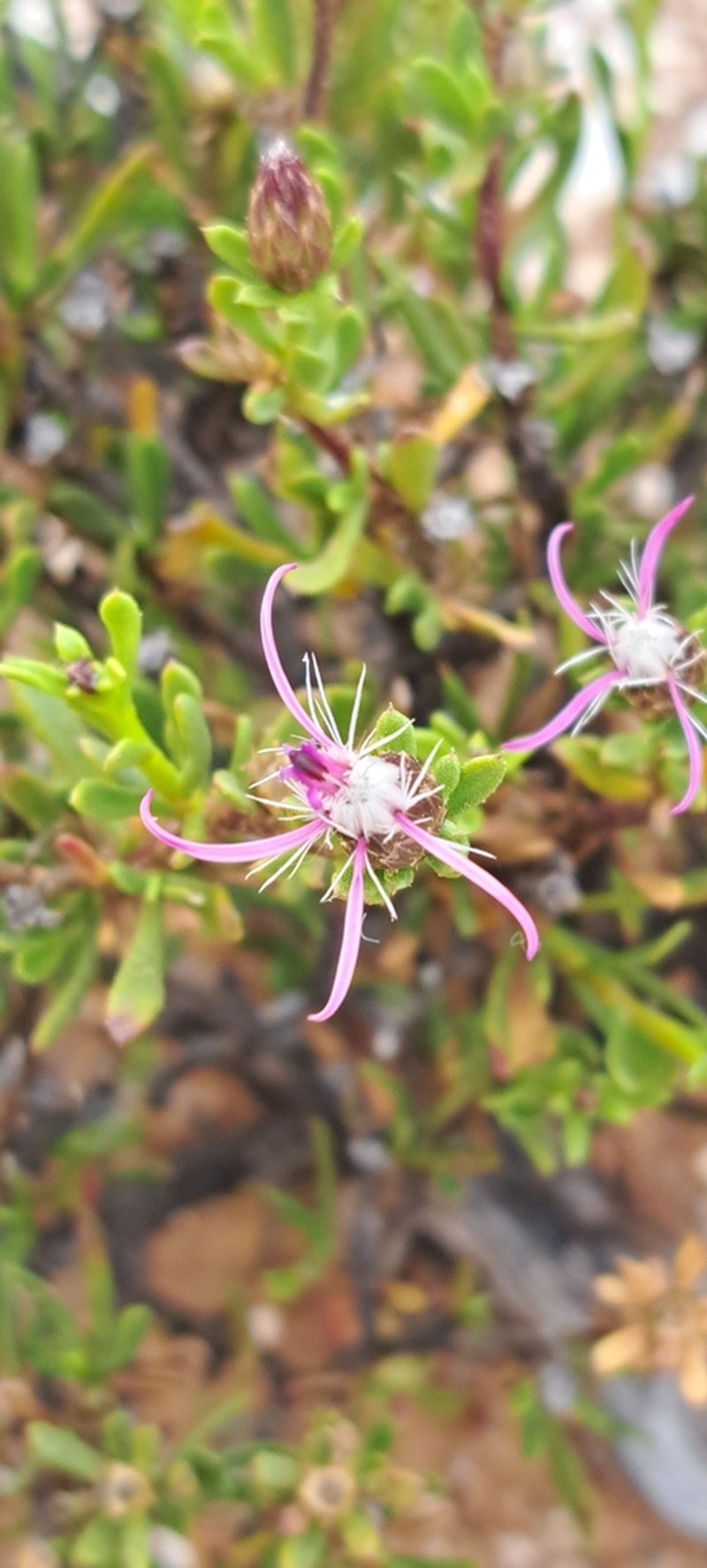 Dicoma fruticosa photo 8