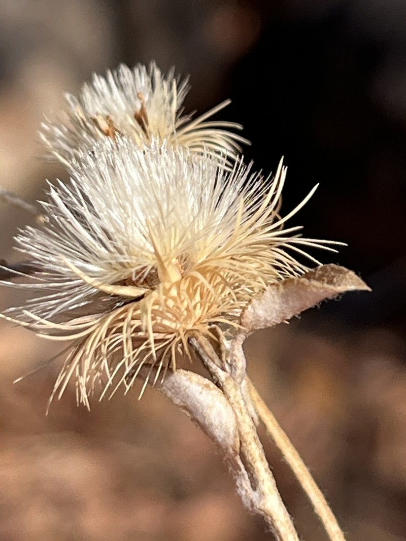 Dicoma galpinii photo 2