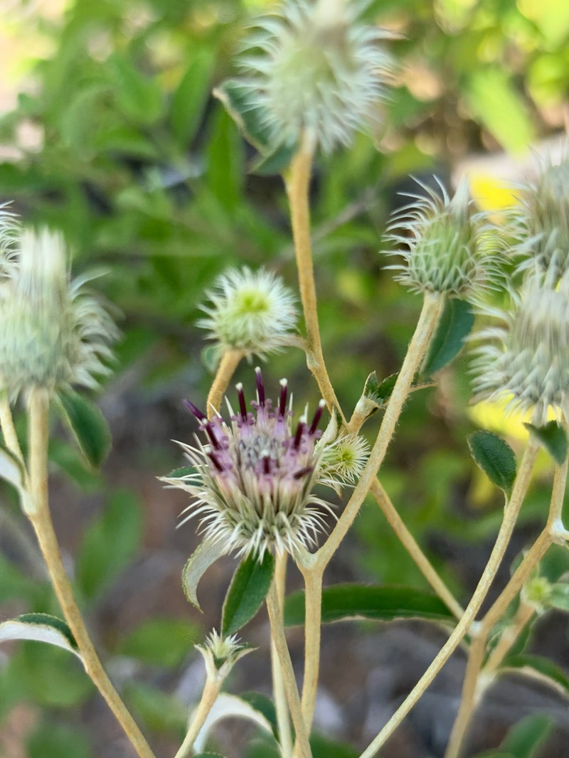 Dicoma galpinii photo 4