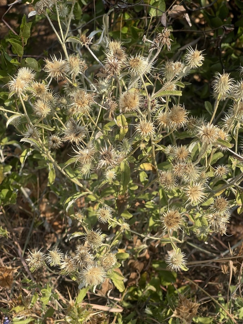 Dicoma galpinii photo 5