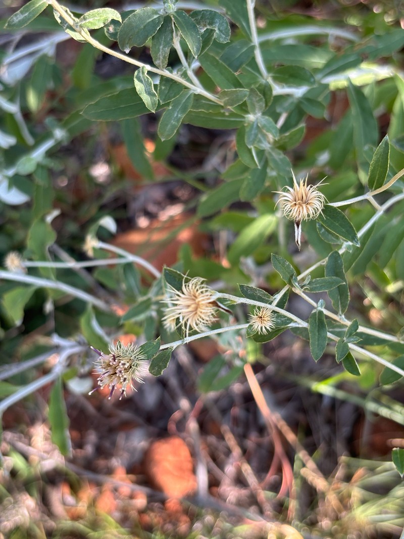 Dicoma galpinii photo 6