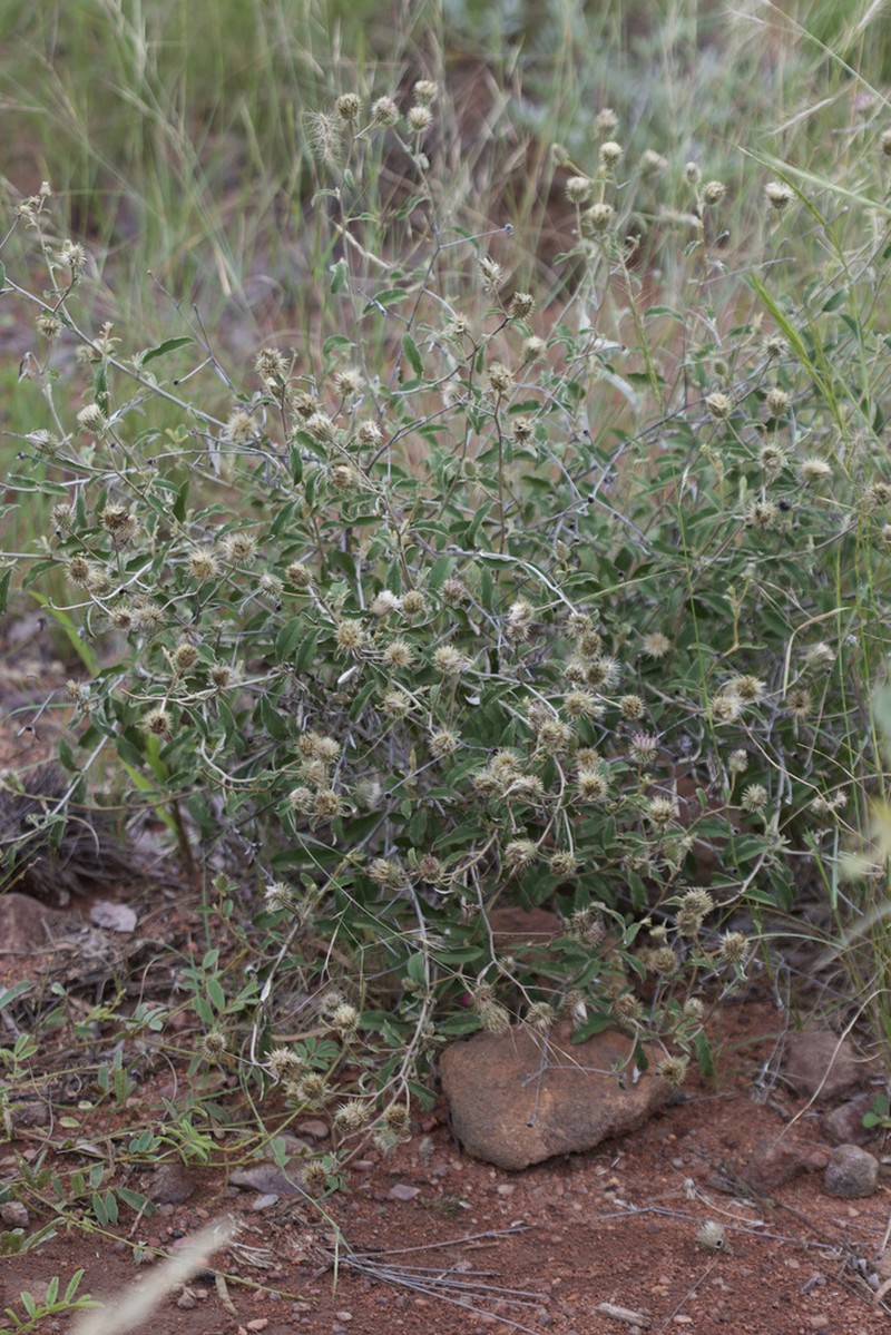 Dicoma galpinii photo 7
