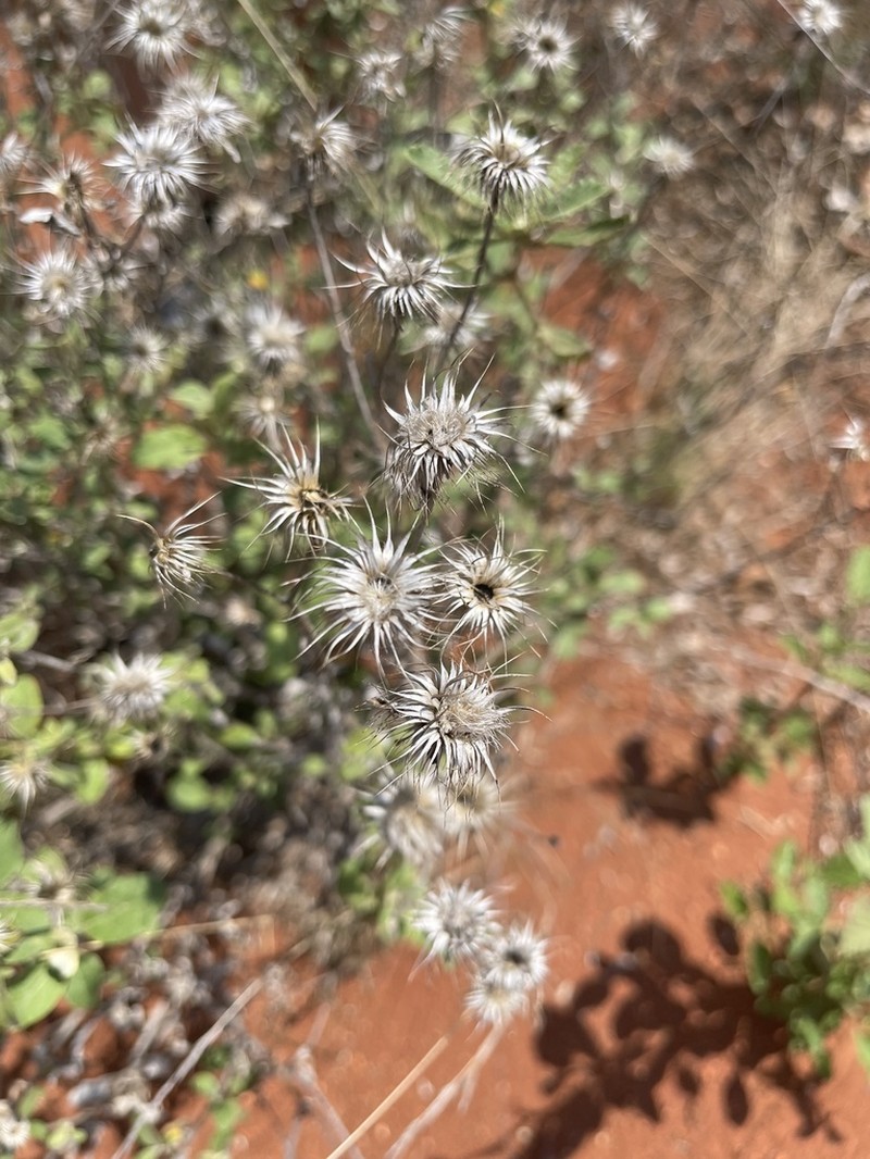Dicoma galpinii photo 8