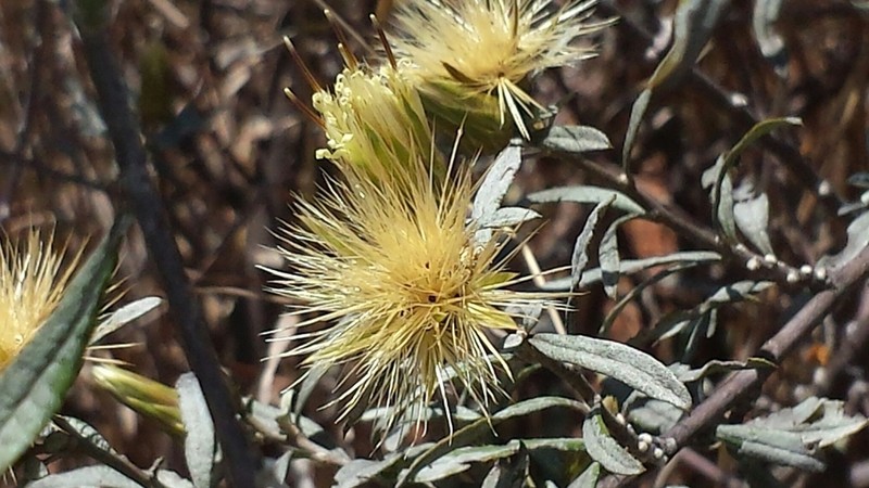 Dicoma incana