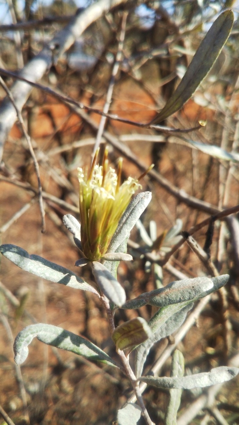 Dicoma incana photo 2