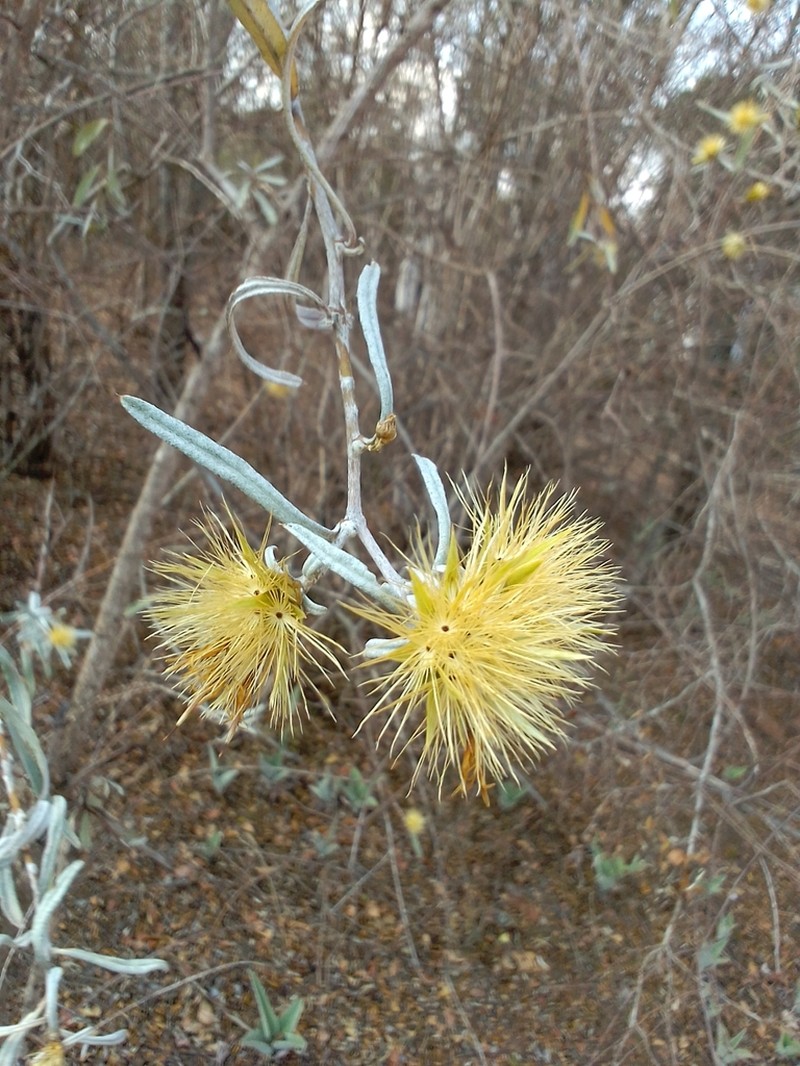 Dicoma incana photo 3