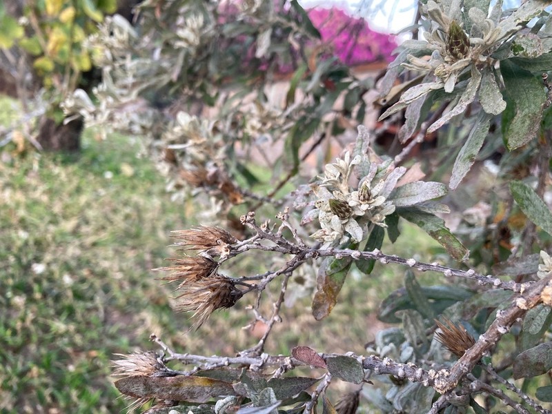 Dicoma incana photo 4