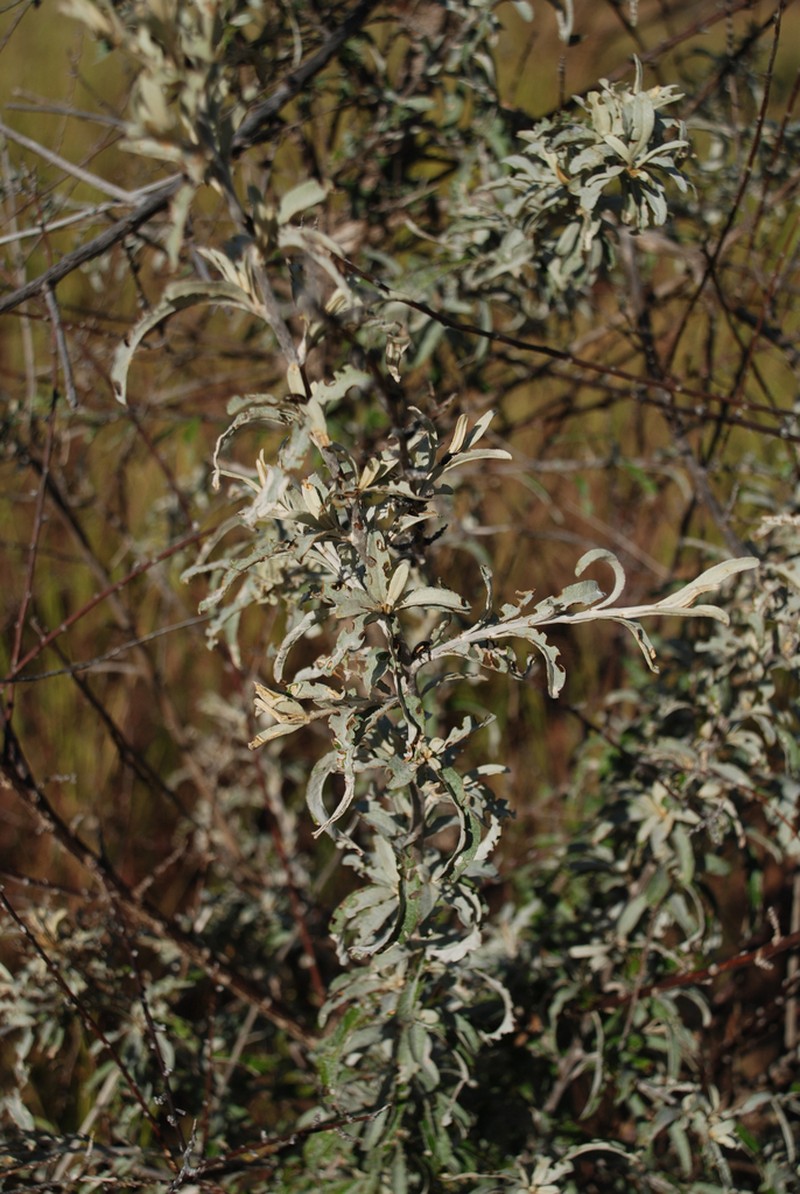 Dicoma incana photo 7