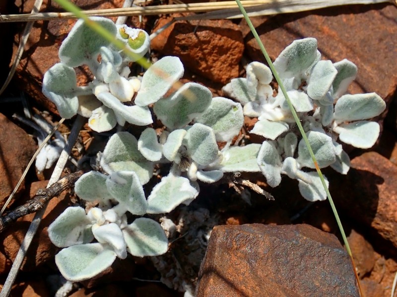 Dicoma kurumanii