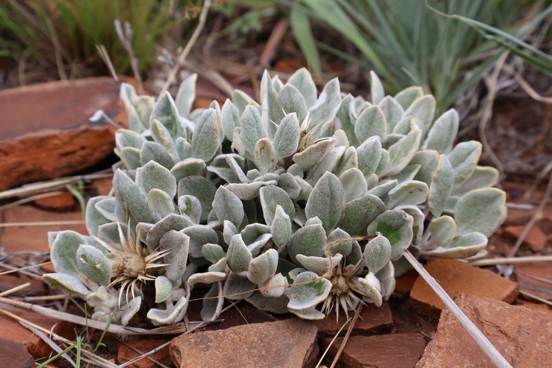 Dicoma kurumanii photo 5