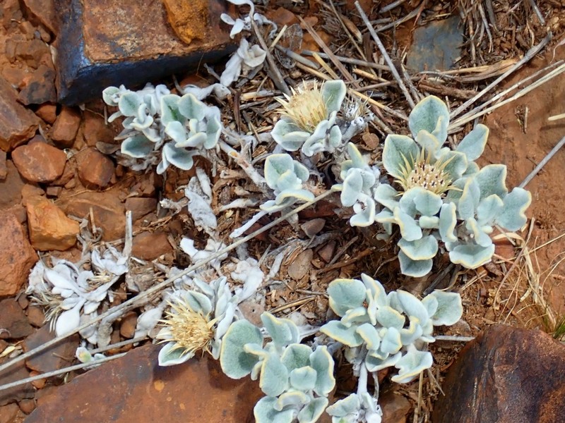 Dicoma kurumanii photo 6