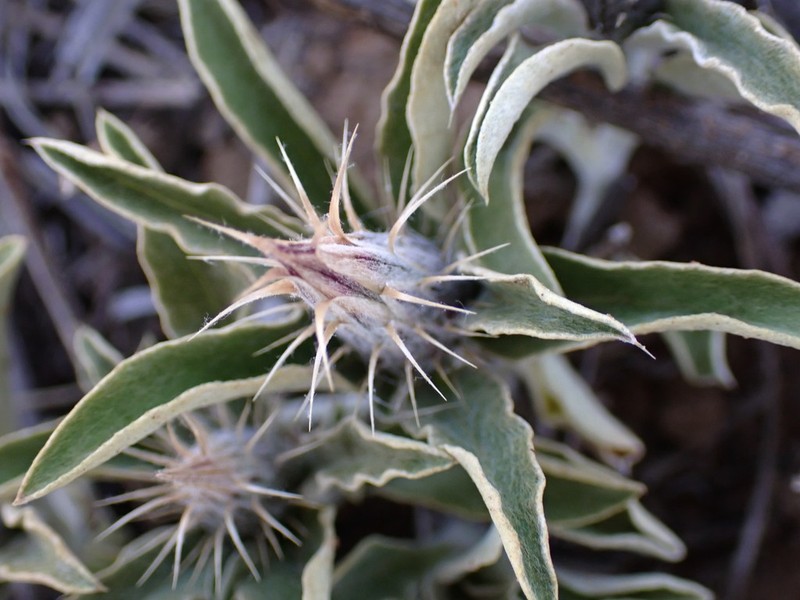 Dicoma macrocephala photo 2