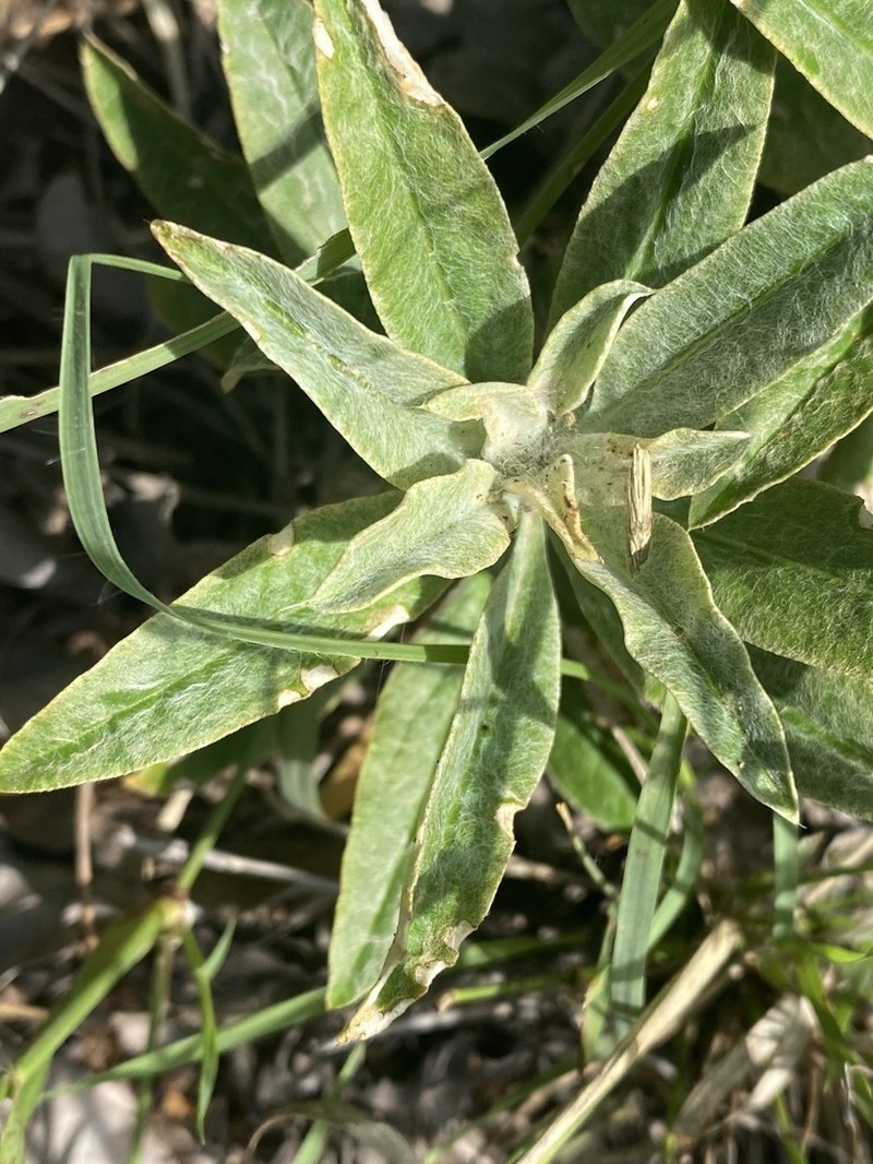 Dicoma macrocephala photo 3