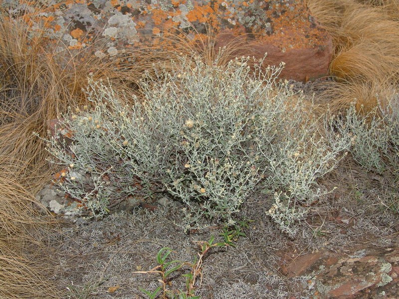 Dicoma montana photo 3