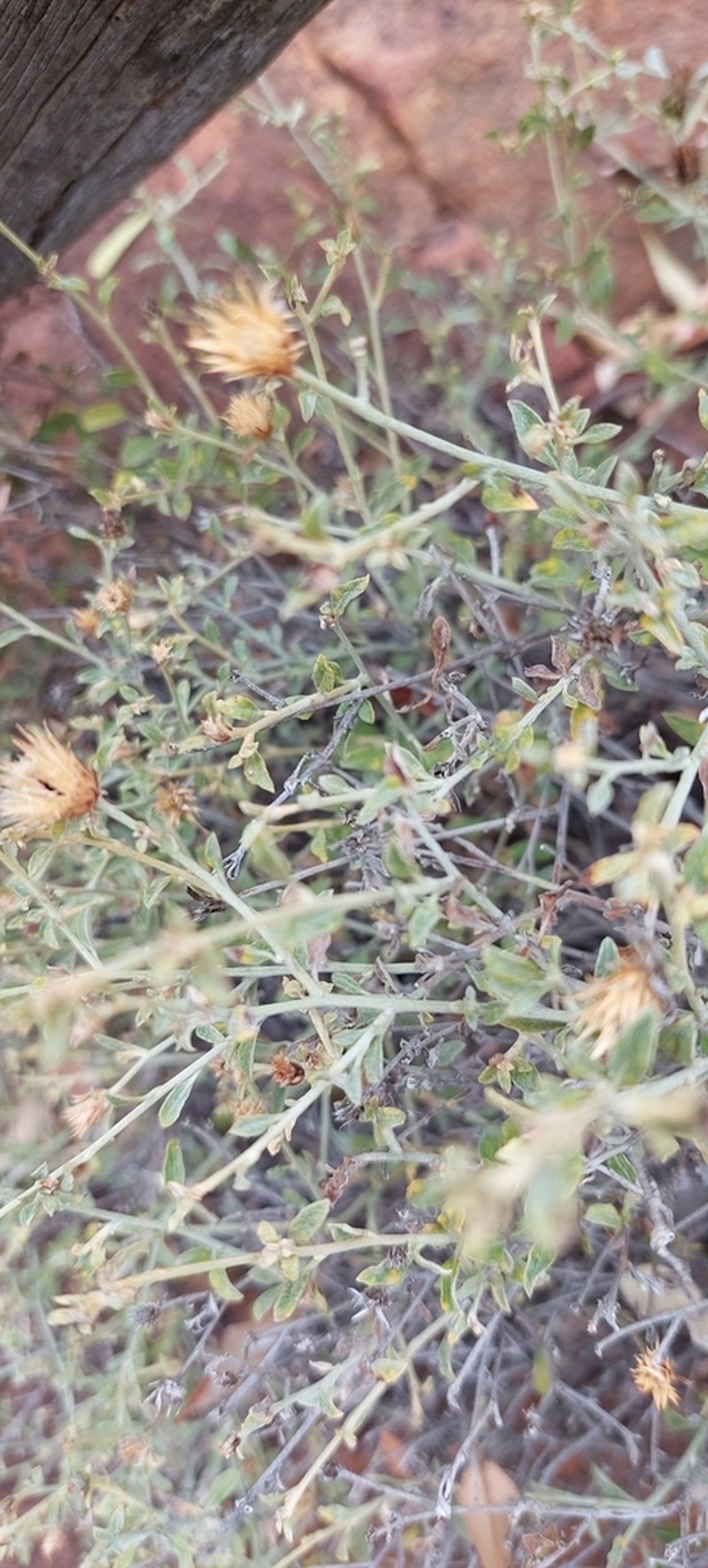 Dicoma montana photo 8