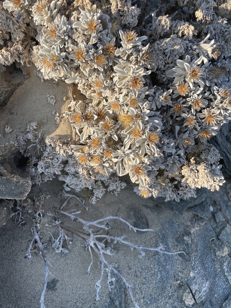 Dicoma nachtigalii