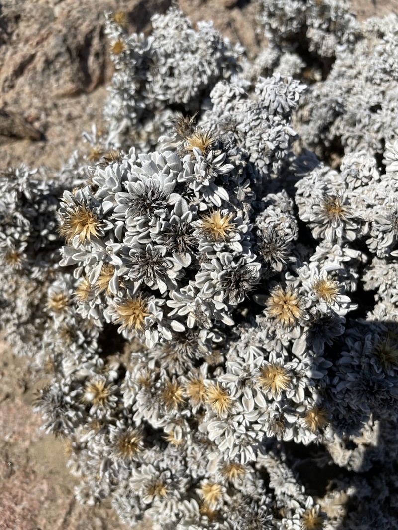 Dicoma nachtigalii photo 2