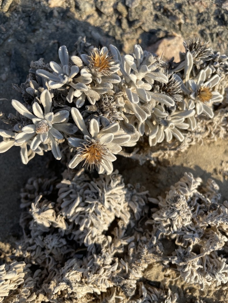 Dicoma nachtigalii photo 3