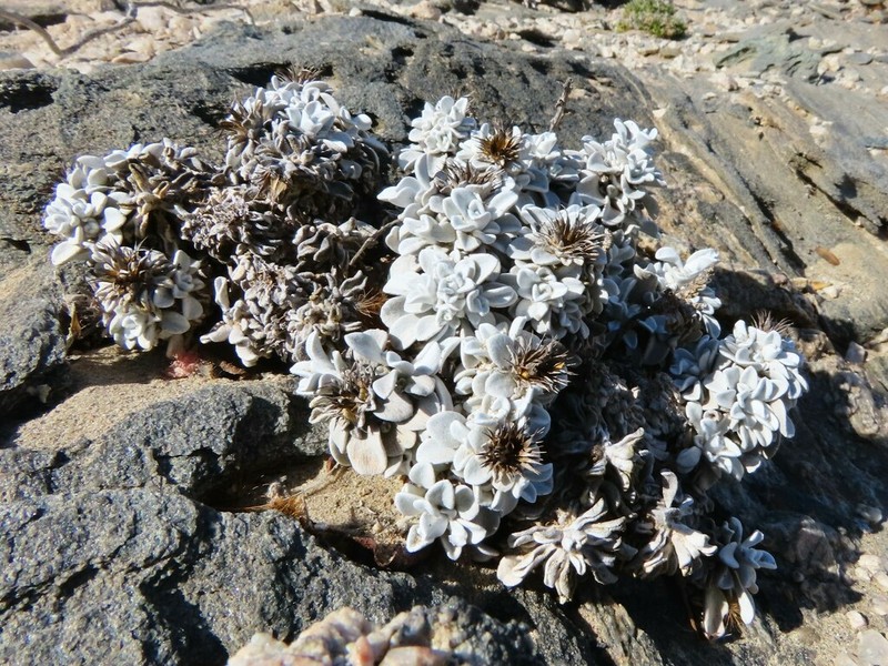 Dicoma nachtigalii photo 5