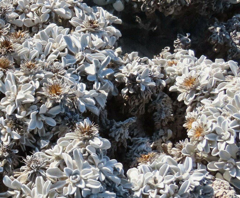Dicoma nachtigalii photo 6