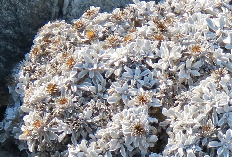 Dicoma nachtigalii photo 7