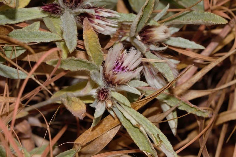 Dicoma niccolifera
