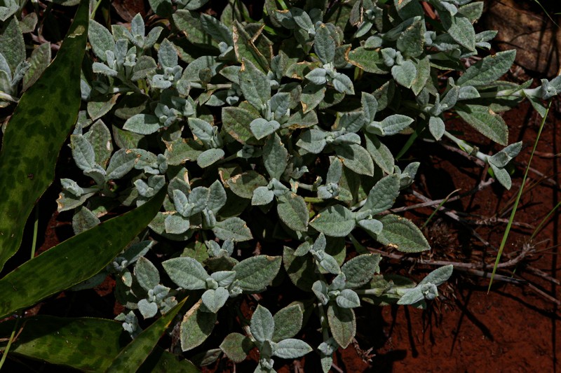 Dicoma niccolifera photo 4