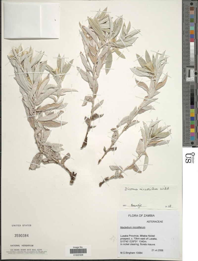 Dicoma niccolifera photo 6