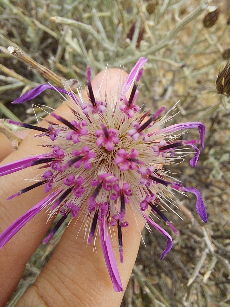 Dicoma picta photo 2