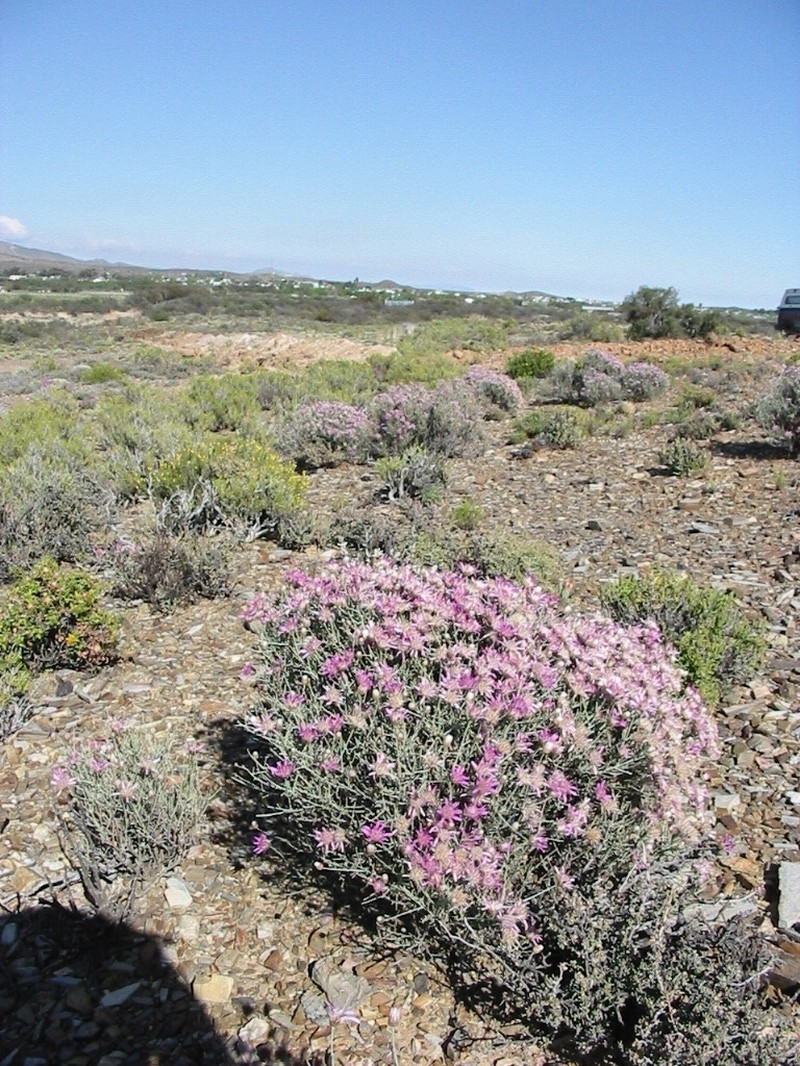 Dicoma picta photo 5