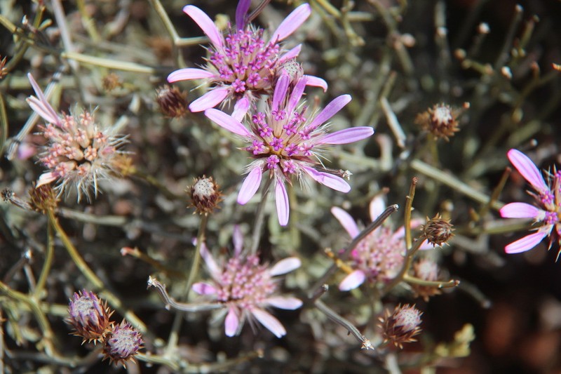 Dicoma picta photo 6